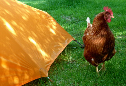 Das neue Zelt steht und wird sofort begutachtet